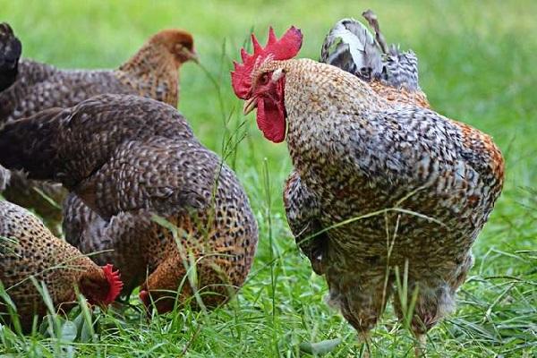 alimentos para pájaros