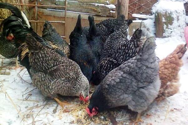 poulets en hiver