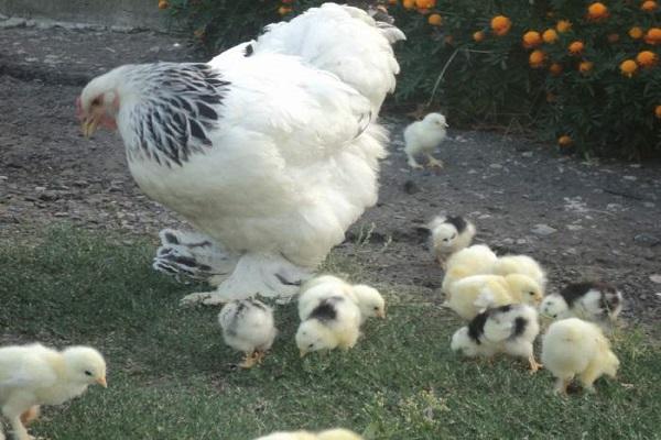 little chickens