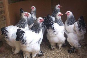 Characteristics and description of chickens of the Brahma breed, egg production and maintenance