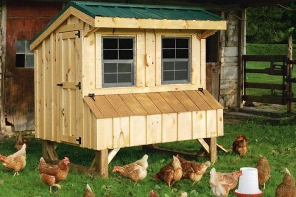 chicken coop in the yard