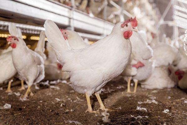 poules pondeuses