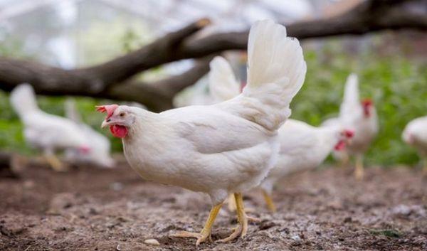 poules pondeuses