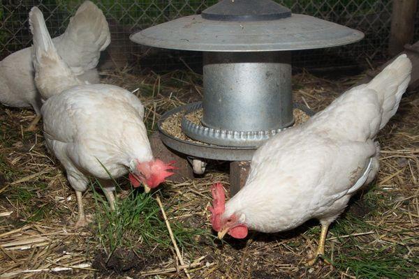 poulets dans un poulailler