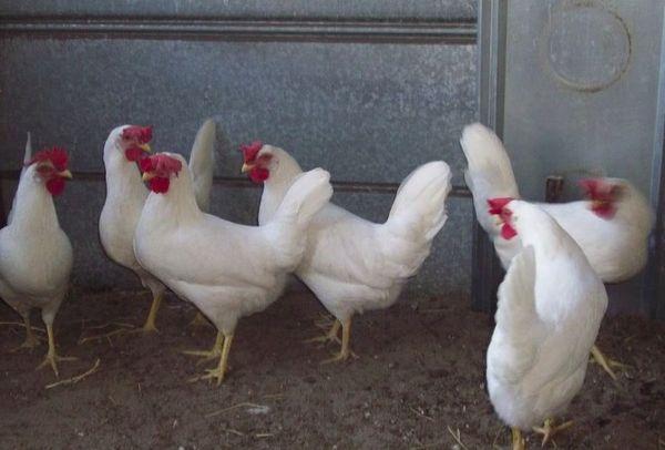 poulets d'élevage