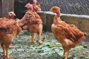 Caractéristiques et description des poulets Golosheyki, élevage et élevage