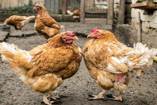 gallinas con curvas