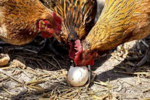 Raisons et que faire si les poulets picorent les œufs, méthodes de résolution du problème