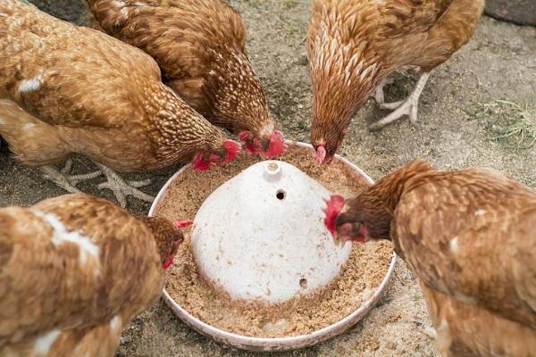 alimentation des oiseaux