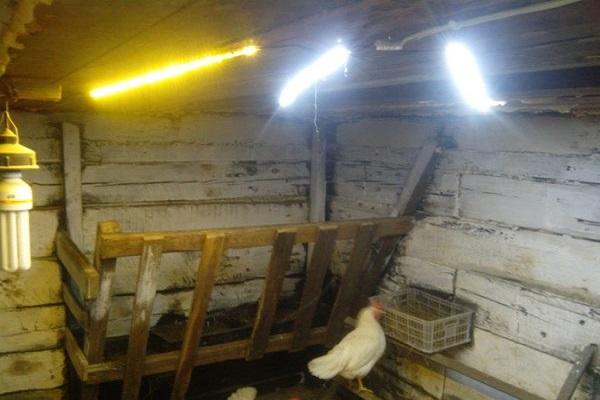 lighting in the chicken coop