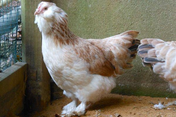 chicken breed