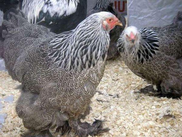 las gallinas ponedoras