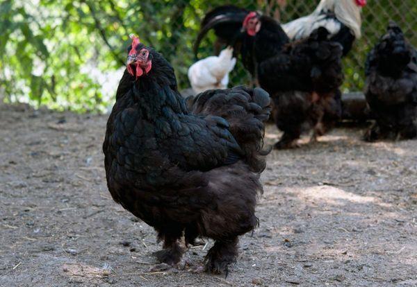 black hen