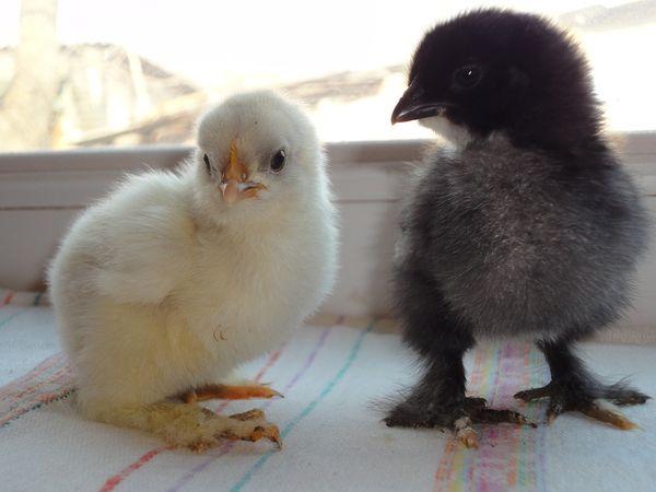 chicks