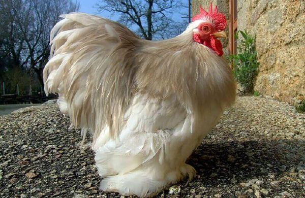 white cockerel