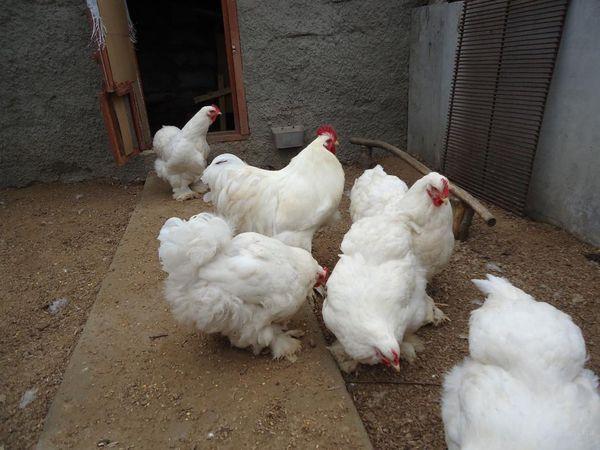 white chickens