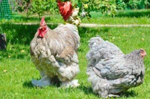 Caractéristiques et description de la race de poulet Cochinchin, règles d'entretien