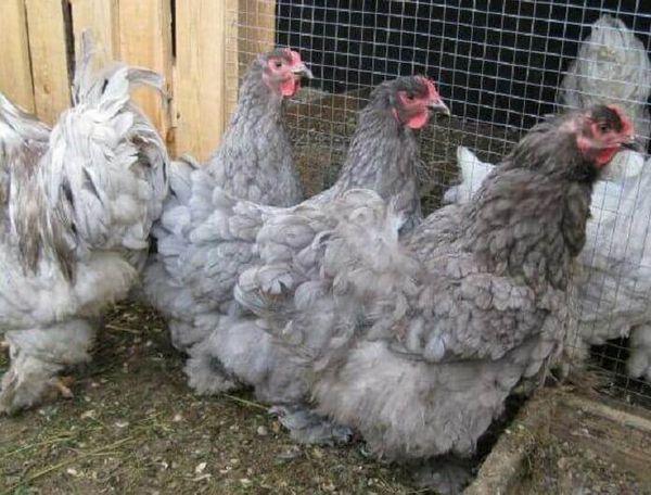 chickens in a chicken coop