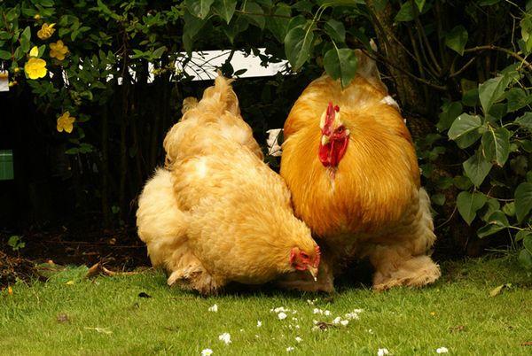 nourrir les poulets