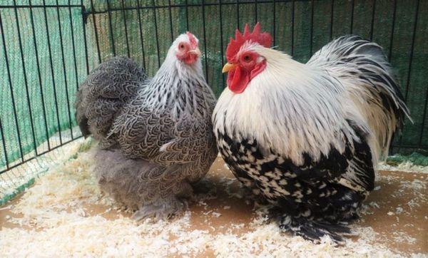 Cochinchin chickens