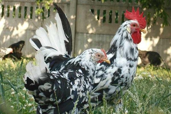 Leghorn vrste