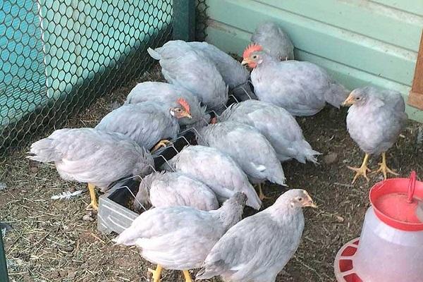 gallinas lavanda