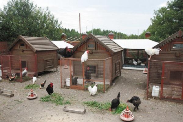 casa de aves de corral