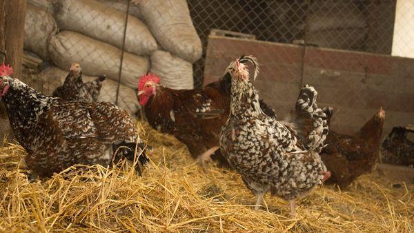 chickens in a chicken coop