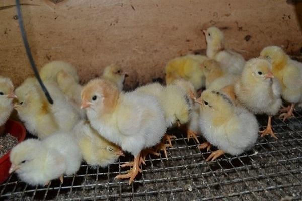 little chicks