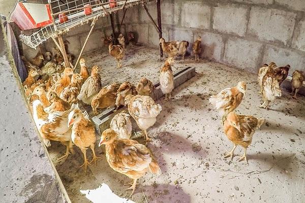 aves de corral en crecimiento