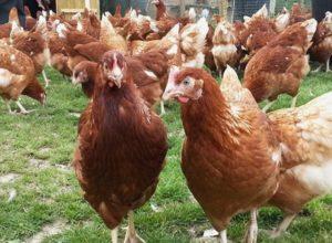 Caractéristiques et description des poulets Loman Brown, productivité et entretien