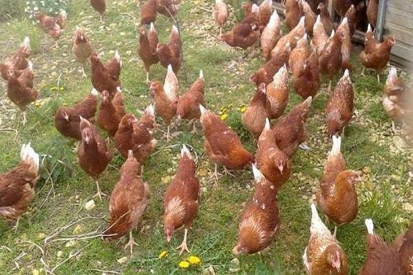 herd of chickens