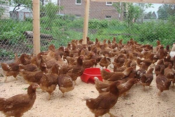 nourrir les poulets