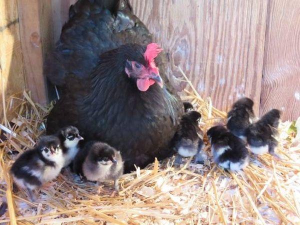 breeding chickens