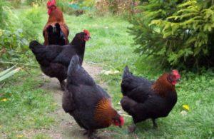 Description and characteristics of the Maran chicken breed, the subtleties of the content