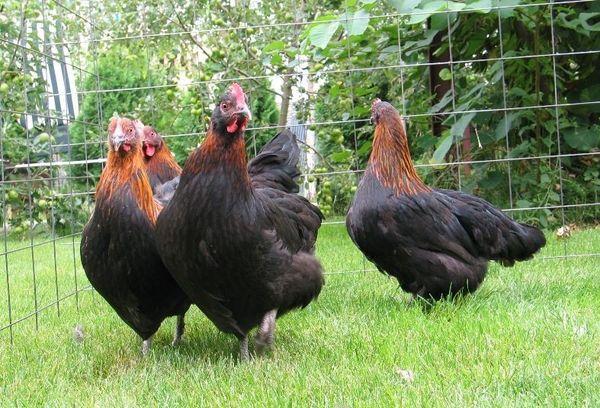 poulets qui marchent