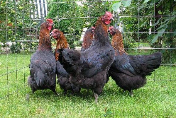 black chickens