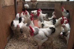 Description and characteristics of Master Gray hens, care and feeding