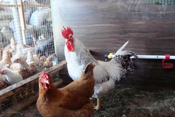 chicken coop in winter