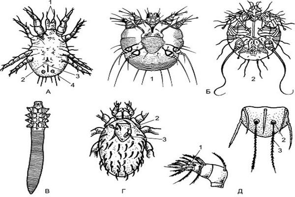 akarformné parazity