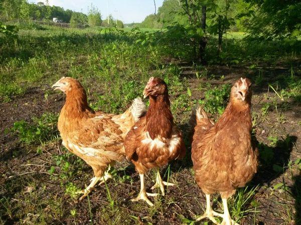 Jeunes poulets