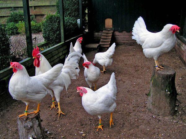 pollos de engorde en un gallinero