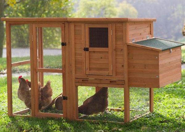 place for the poultry house