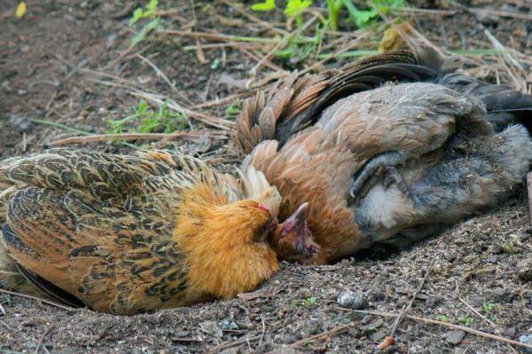 deux poulets