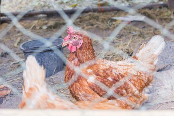 chickens in a chicken coop