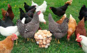 Maintenance and care of laying hens at home for beginners