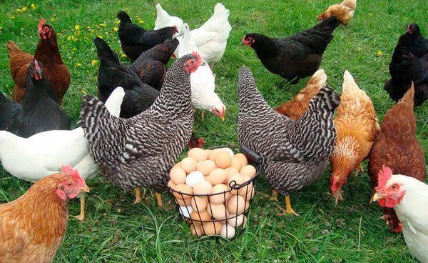 poulets dans la cour