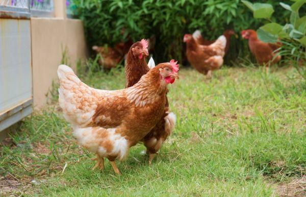 poulets d'élevage