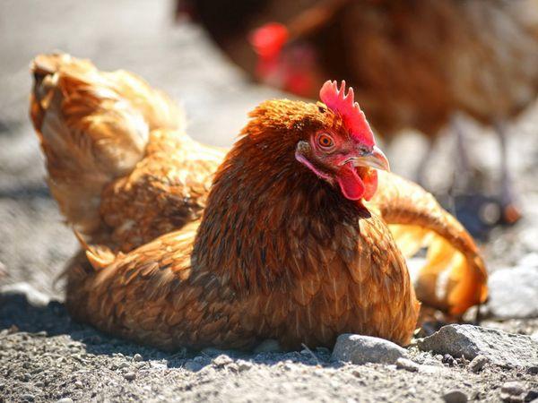 maladies du poulet