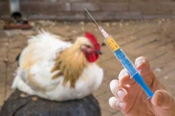 treatment of chickens